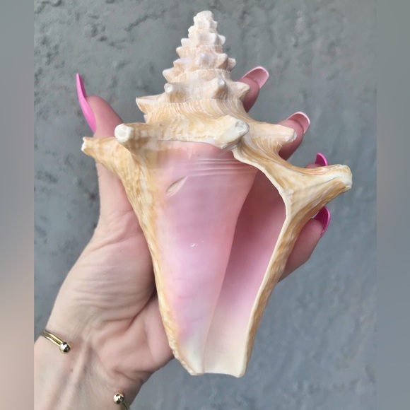 Pink Queen Conch Shell 🐚💗 - Picture 7 of 8